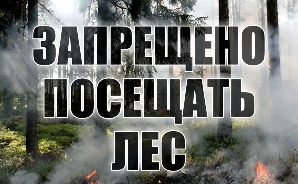 Запрет на посещение лесов в Барановичском районе