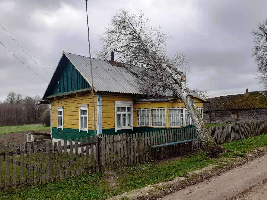 Барановичский ГРОЧС: упало дерево на крышу дома д. Поручин Барановичского  района