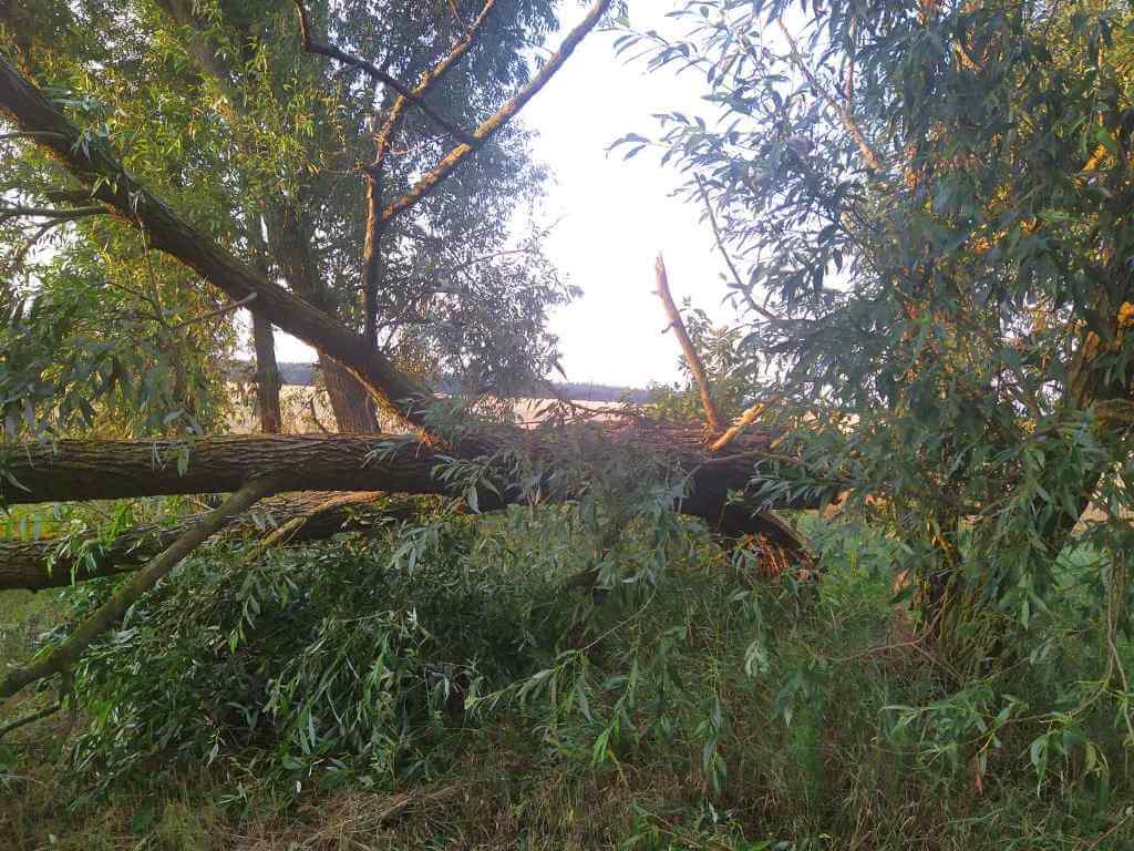 Гроза повалила дерево д. Деревная Барановичский район