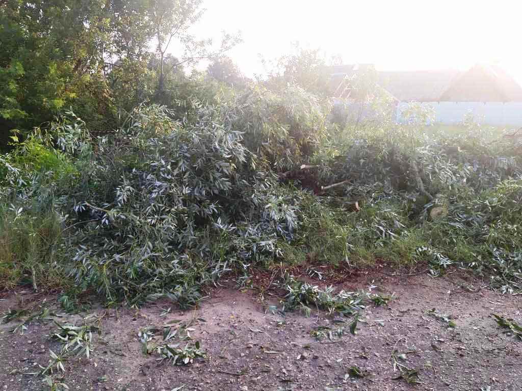 Гроза повалила дерево д. Деревная Барановичский район