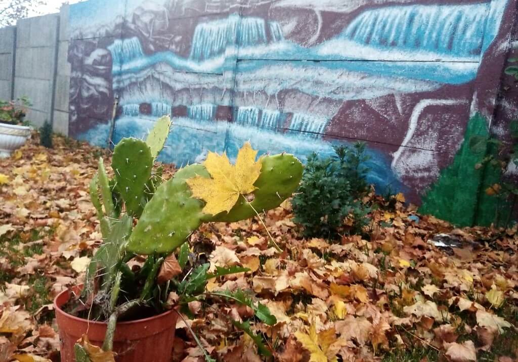 Осенний отдых за городом Барановичи дом торжеств Мышанка